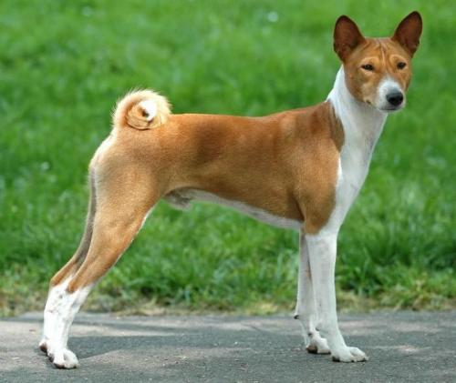 Basenji